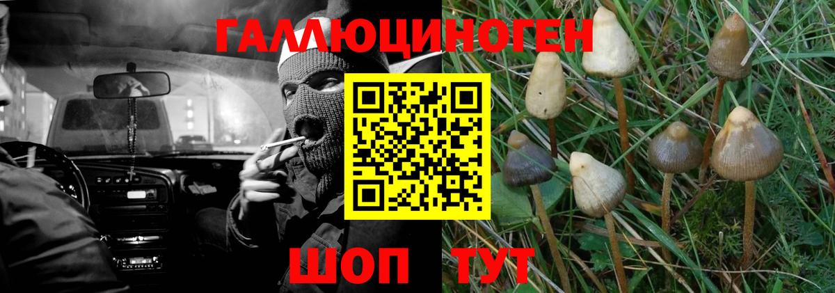 Псилоцибиновые грибы Psilocybe Самара